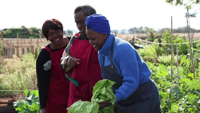 African American family in the garden of their organic farm checking the quality of the products and vegetables in their vegetable garden
