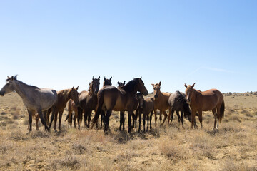 Naklejka na ściany i meble Horses breeding in Mangystau, Torish area, Kazakhstan