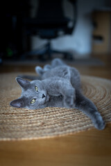 A cute russian blue cat - 731659706