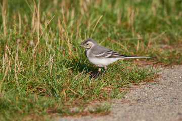 Juvenile Bachstelze an einem Fluss in Brandenburg	