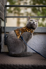A cute russian blue cat - 731661392
