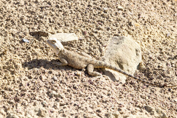 Steppe agama close up, Mangystau desert