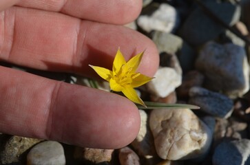 Blooming yellow Tulipa dasystemon in the garden