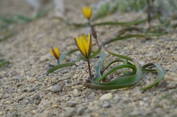 Blooming yellow Tulipa dasystemon in the garden