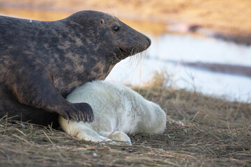 Obraz premium A female grey seal affectionately caring for her newly born pup. 