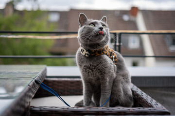 A cute russian blue cat - 731662915