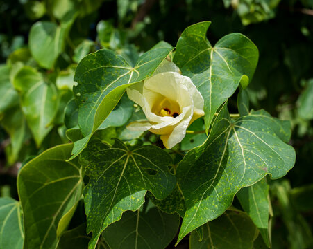 Detail of the yellow flower of the Portia tree plant among the green leaves. Blurred background.