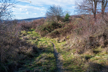 Trodden path in the grass between the bushes. Blue sky with white clouds.