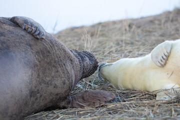 A female grey seal affectionately caring for her newly born pup. 