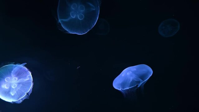 moon Jellyfish 4K UHD