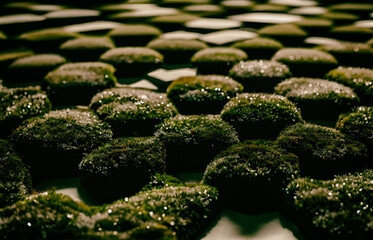 closeup of an moss carpet