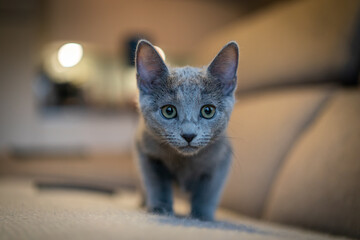 A cute russian blue cat - 731664577