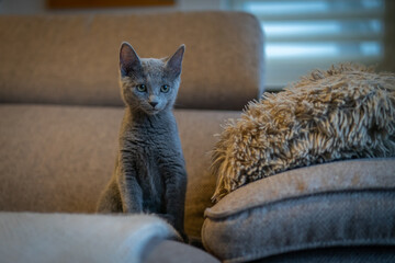 A cute russian blue cat - 731664941