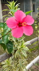 Nature Shoeblackplant Plant