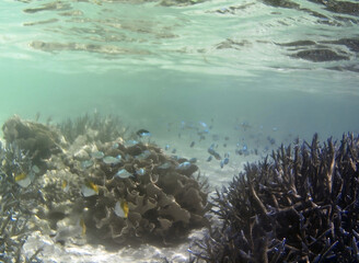 Fototapeta na wymiar Underwater photo of pale corals with fish at the Maldives.