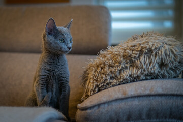 A cute russian blue cat - 731665136