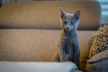 A cute russian blue cat - 731665333