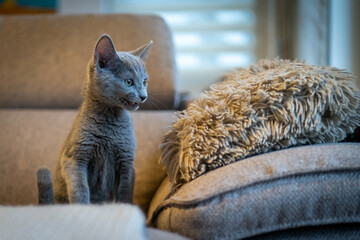 A cute russian blue cat - 731665714