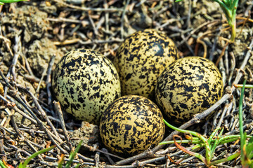 The Lapwing (Vanellus vanellus) nest is made of alkali grass dry stems. Arid salty steppe with Salsola, flat island. Seaside lagoon, north of the Black Sea.