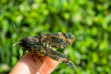 Death's head hawk (Acherontia atropos). Butterfly on Asclepiadaceae succulent, like Hoya. Large massive butterfly with wingspan of up to 13 cm with human skull. Abu Dhabi, Arab Emirates. January