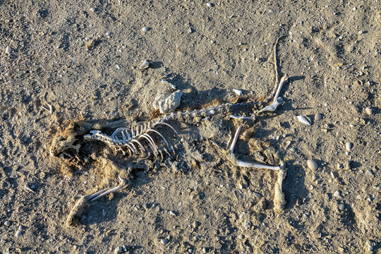 Animal carcasses, skeleton of a cat buried in the sand, wind-blown sand