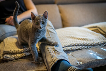 A cute russian blue cat - 731667126