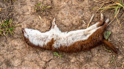 The car hit the Least Weasel (Mustela nivalis) at night on a field road