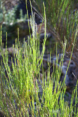 Equisetum Arvense plants in the mountain