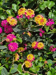 evocative close-up image of a purple and yellow flower known as
Lantana camara (Lantana camara) an ornamental shrub growing in Italy