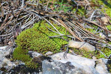 Sedum Acre texture on rock in Spain
