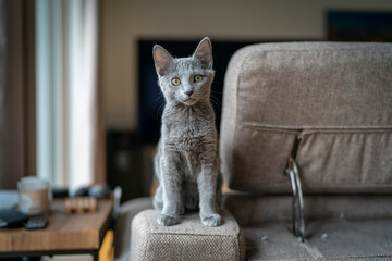 A cute russian blue cat - 731667997