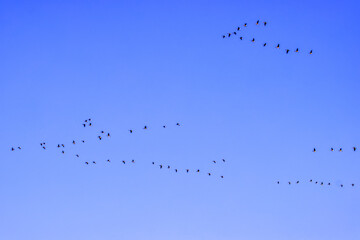 Flocks of migratory geese in the blue spring sky