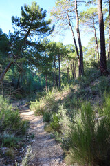 Fototapeta premium Pinus Nigra forest in Sierra de Cazorla y Segura