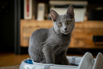 A cute russian blue cat - 731668797