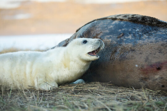 A cute grey seal pup lies close to it's mother for comfort during the pupping season at Donna Nook.