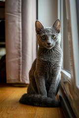 A cute russian blue cat - 731669792