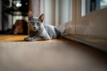 A cute russian blue cat - 731670160