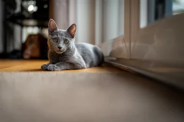 Fotobehang A cute russian blue cat © Pierre