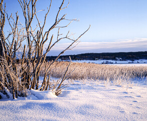 trees in the snow,norrland,sverige,sweden