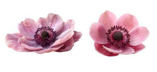 anemone pink flower on a transparent background
