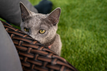 A cute russian blue cat - 731671577
