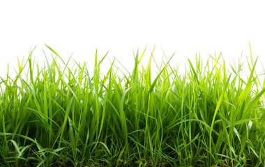 green grass isolated on transparent background