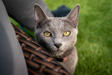 A cute russian blue cat - 731671927