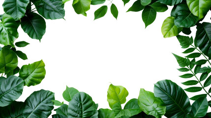 green leaves border on transparent background