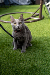 A cute russian blue cat - 731672169