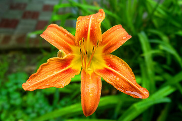 Red lily flower after rain