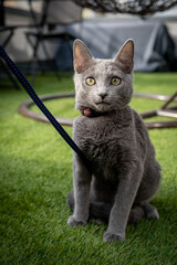 A cute russian blue cat - 731672518