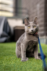 A cute russian blue cat - 731672983