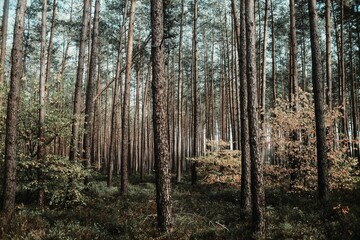 Obraz premium Landscape view of the forest