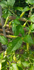 Hot pepper plant